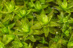 Nyholmiella obtusifolia