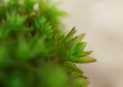 Nyholmiella obtusifolia