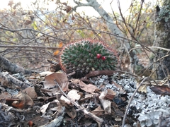 Mammillaria karwinskiana nejapensis