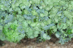 Phaeophyscia orbicularis