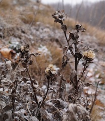 Aster amellus bessarabicus