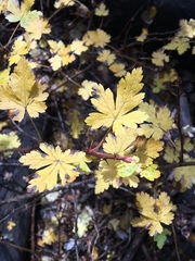 Ribes pinetorum