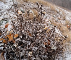 Aster amellus bessarabicus