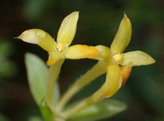 Gnidia sericea