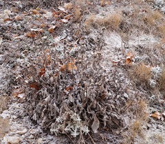 Aster amellus bessarabicus