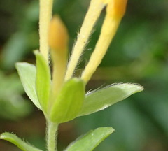 Gnidia sericea