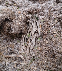 Eremurus spectabilis