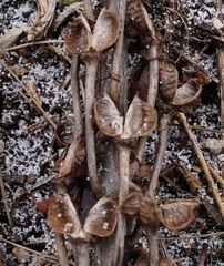 Eremurus spectabilis
