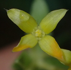 Gnidia sericea