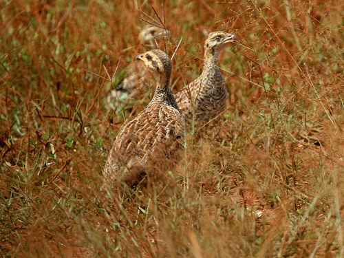 Coqui Francolin