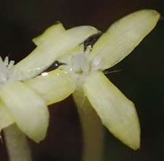 Gnidia sericea