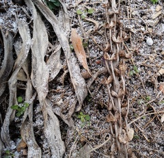 Eremurus spectabilis