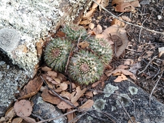 Mammillaria karwinskiana