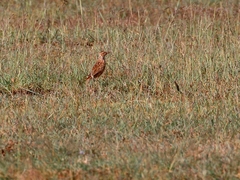 Heteromirafra archeri
