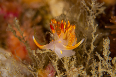 Austraeolis stearnsi