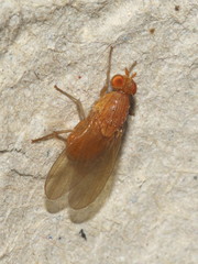 Meiosimyza