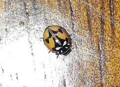 Adalia angulifera