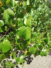 Hibiscus tiliaceus pernambucensis