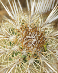 Cereeae