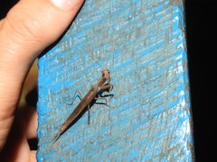 Galepsus