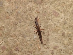 Galepsus