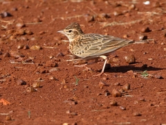 Alaudala somalica
