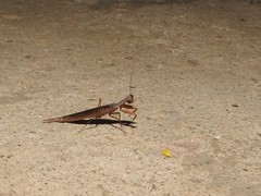 Galepsus