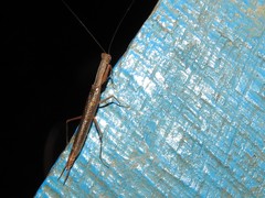 Galepsus