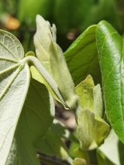 Hibiscus tiliaceus pernambucensis