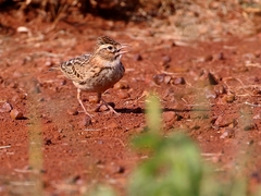 Alaudala somalica