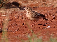 Alaudala somalica