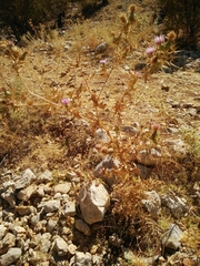 Cirsium phyllocephalum