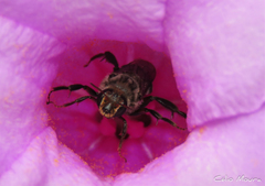 Melitoma segmentaria