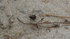 Anomala quadripunctata