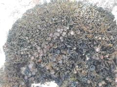 Collema nigrescens