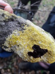 Leproplaca xantholyta