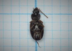 Trechus quadristriatus