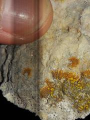 Leproplaca cirrochroa