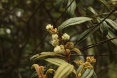 Miconia cataractae