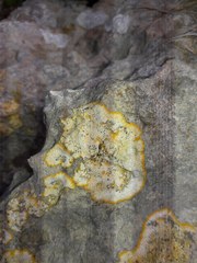Variospora aurantia