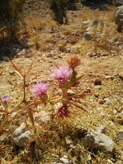 Cirsium phyllocephalum