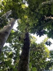 Ormosia krugii