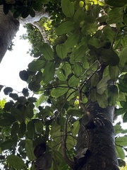 Ormosia krugii