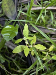 Spermacoce prostrata