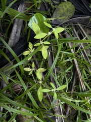 Spermacoce prostrata