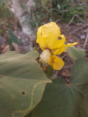 Bakeridesia gloriosa