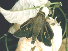 Nyctelius nyctelius