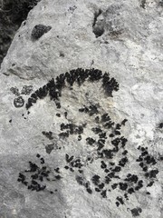 Lathagrium cristatum