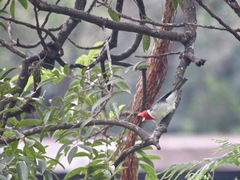 Paroaria coronata