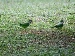 Myiopsitta monachus